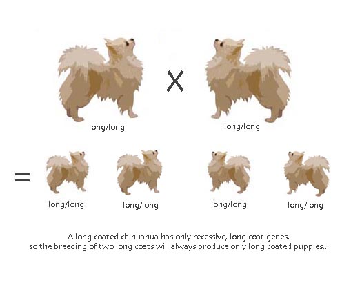 Do Dogs Get Gray Hair As They Age Do Dogs Get Gray Hair As They Age