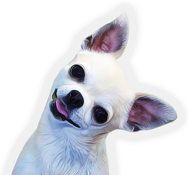 Chihuahua National Dog Show Chihuahua National Dog Show